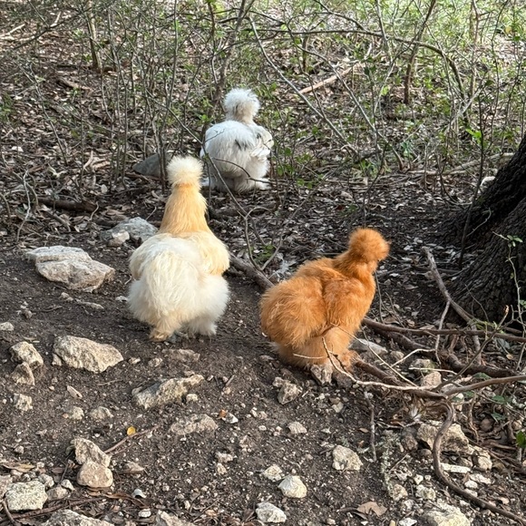 Meet your Posher, Megan - Picture 6 of 8